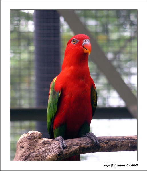 2005 - 08 - KUL - parc animalier  - 70.JPG